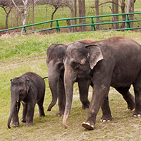 Rosamond Gifford Zoo